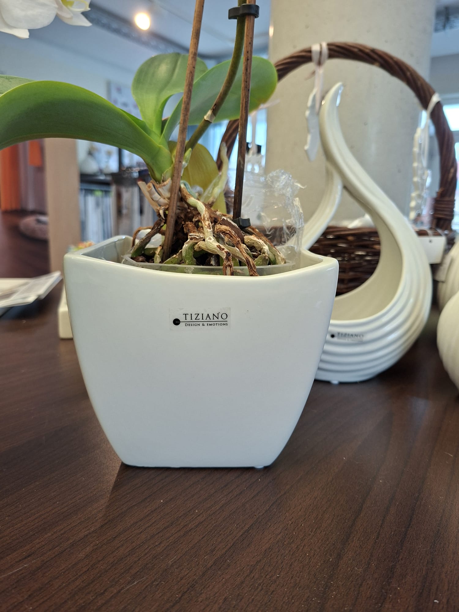Ein weißer Übertopf aus Tiziano-Keramik mit einer Orchideenpflanze mit sichtbaren Wurzeln, platziert auf einem dunklen Holztisch neben einer dekorativen weißen schwanenförmigen Vase und einem geflochtenen Korb.
