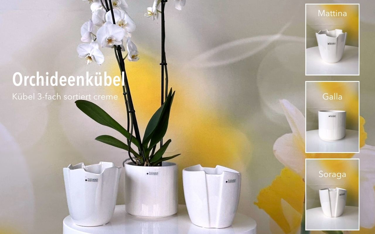 Tiziano Orchideenkübel Soraga 14,5 cm creme 725083 Tiziano Orchideenkübel Soraga 14,5 cm creme 725083