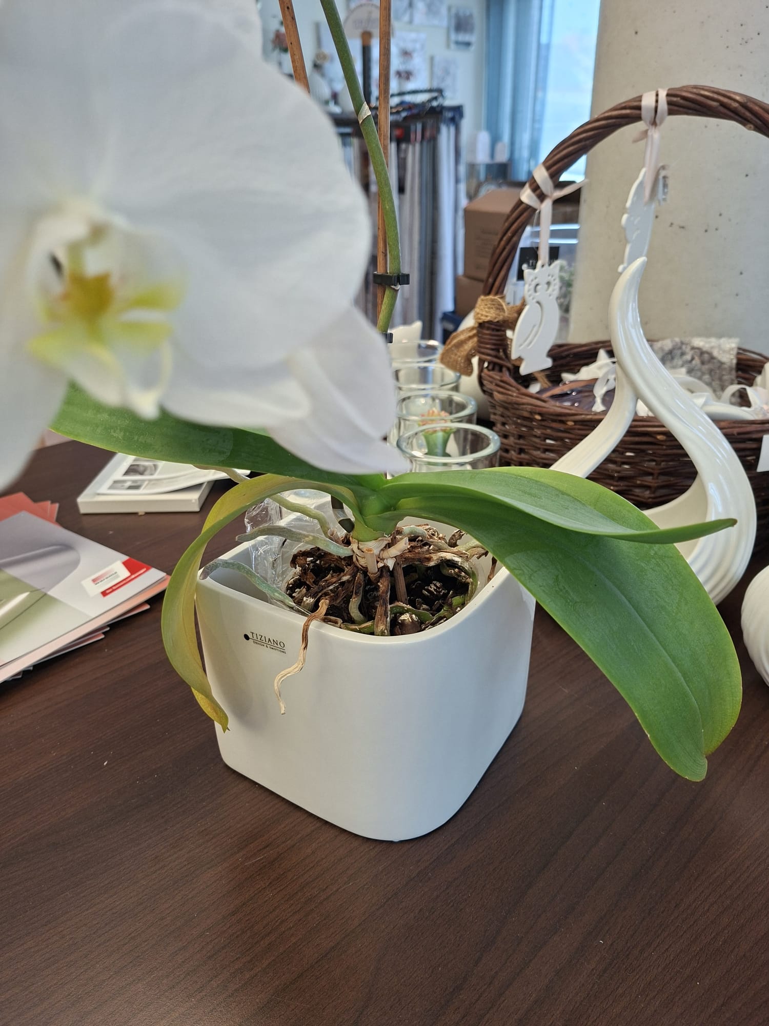 Auf einem dunklen Holzschreibtisch steht eine weiße Orchideenpflanze in einem quadratischen Tiziano-Keramiktopf, im Hintergrund ein Weidenkorb und ein dekorativer weißer Keramikschwan.