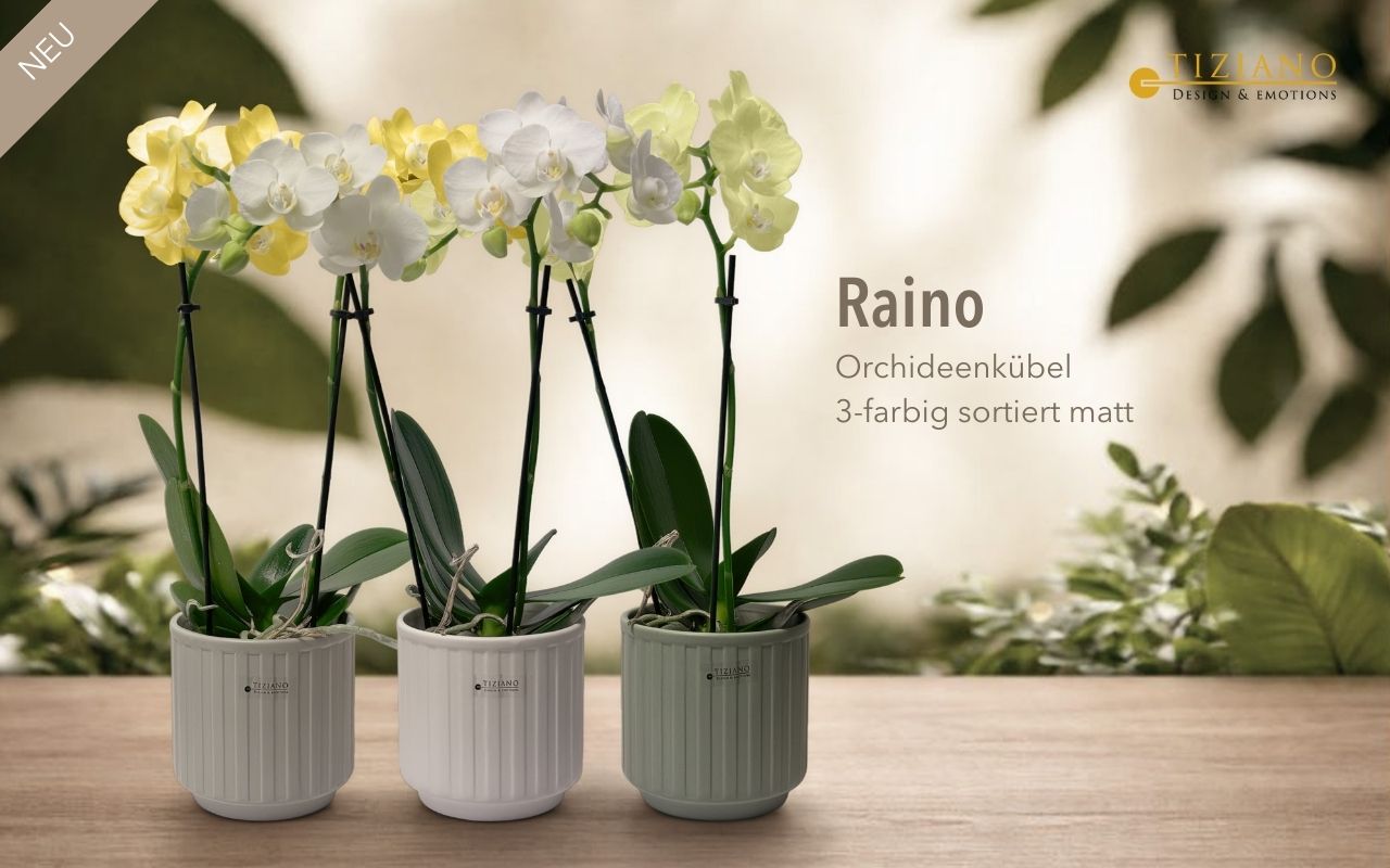 Drei elegante Orchideentöpfe mit gelben, weißen und grünen Orchideen, die ästhetisch auf einer Holzoberfläche mit verschwommenem grünem Hintergrund angeordnet sind und modernes Design zur Geltung bringen.