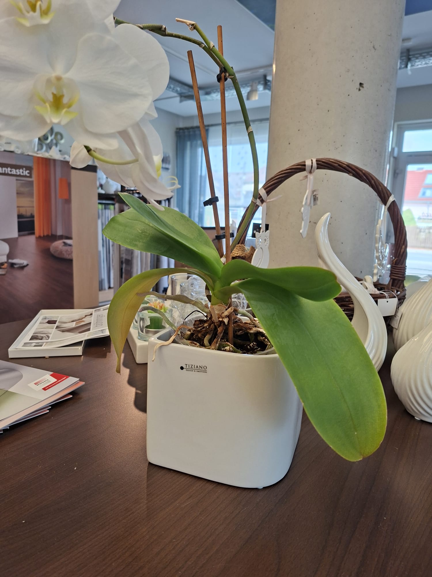 Eine weiße Phalaenopsis-Orchidee in einem quadratischen Tiziano-Keramiktopf steht auf einem dunklen Holztisch in einem Einrichtungsgeschäft, im Hintergrund sind ein geflochtener Korb und weiße Dekorationsgegenstände zu sehen.