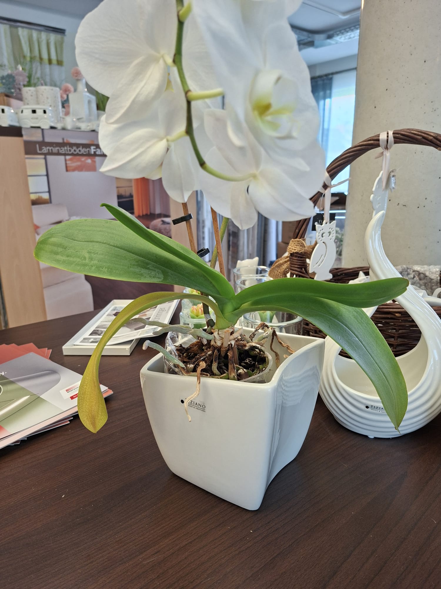 Eine weiße Phalaenopsis-Orchidee in einem modernen quadratischen weißen Keramiktopf steht auf einem dunklen Holztisch in einem Geschäft, im Hintergrund sind ein dekorativer weißer Übertopf in Schwanenform und Broschüren zu sehen.