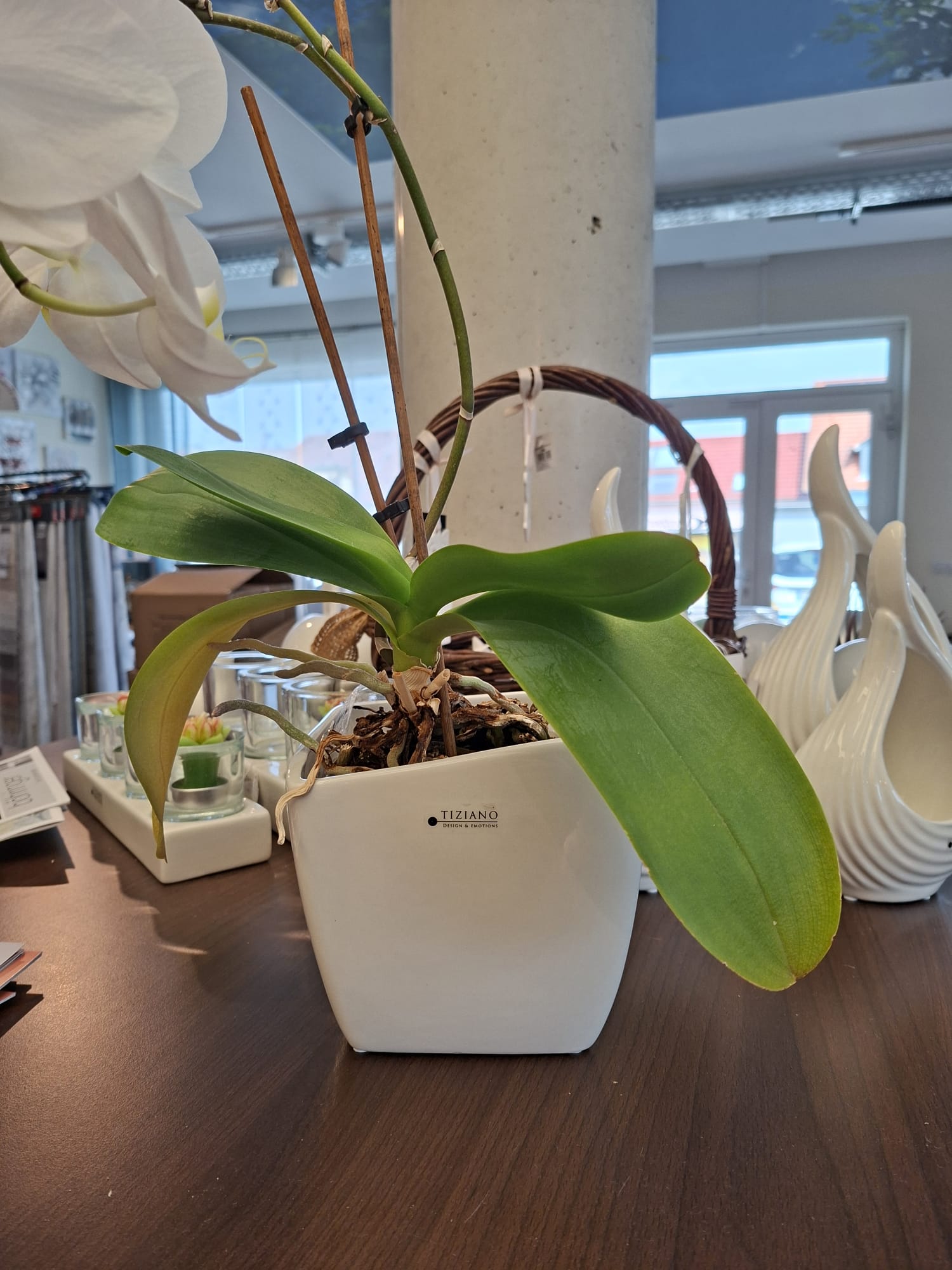 Eine weiße Phalaenopsis-Orchideenpflanze in einem quadratischen Tiziano-Keramiktopf steht auf einem Holztisch in einem Geschäft, im Hintergrund sind weiße dekorative Vasen und kleine Kerzenhalter aus Glas zu sehen.